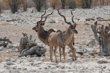 Etoşa safarisinde vahşi hayvanlar, namibya