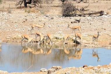 Sudaki bir grup genç geyik.