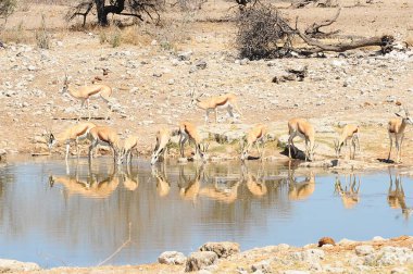 Etoşa Ulusal Parkı 'ndaki su birikintisinde bir Afrika fili sürüsü.