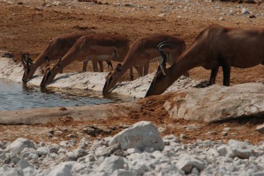 Vahşi Afrika kuşları vahşi doğada