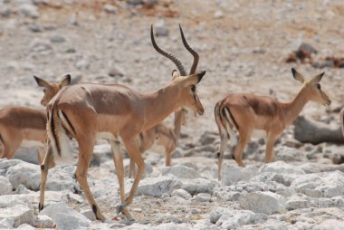 Vahşi doğadaki bir Afrika antilobunun yakın plan fotoğrafı.