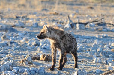 Afrikalı vahşi hayvan, Afrikalı köpek