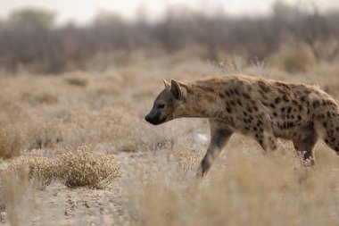 Etoşa Ulusal Parkı 'ndaki Çita.