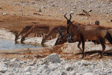 Sudaki vahşi hayvan sürüsü.