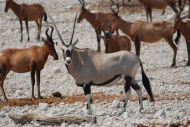 Güzel bir beyaz antilop görüntüsü.