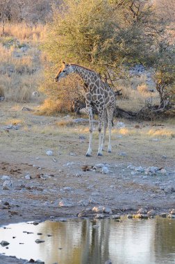 zürafa etkin ulusal park, Namibya