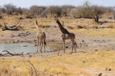 Savanadaki zürafalar, Ulusal Park, Kenya 'daki Savis Amboseli Boseli.