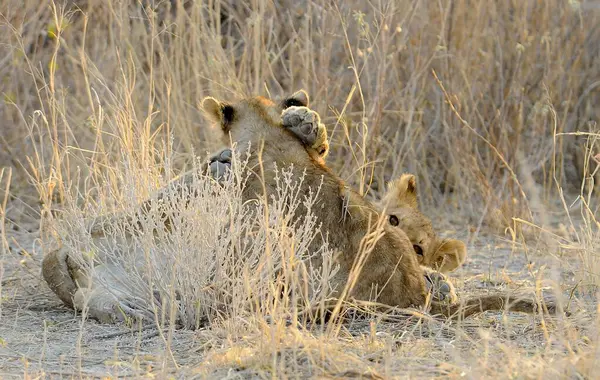 Aslan yavrusu kuru çimenlerde yatıyor.