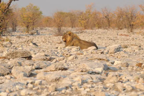 Afrika aslanı Kruger Ulusal Parkı, Güney Afrika