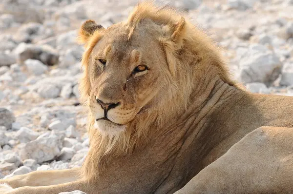 Aslan yerde yatıyor, kameraya bakıyor, arka planda.