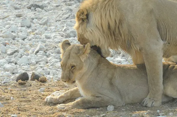 Hayvanat bahçesindeki genç aslan