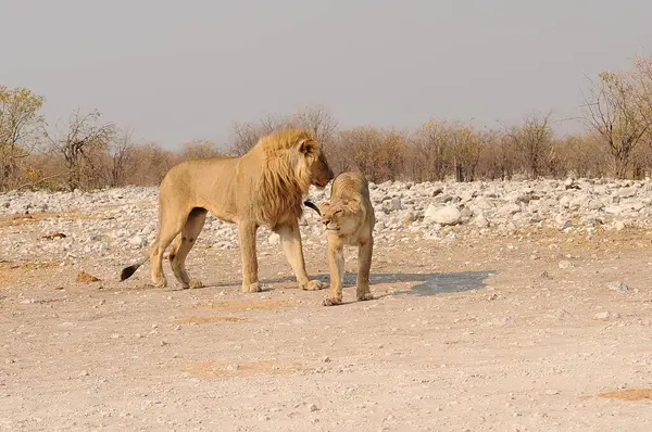 Çölde aslan yavrusu