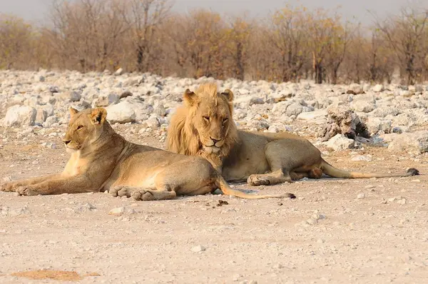 Savanadaki aslan aslanları