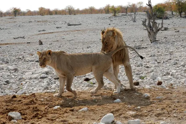 Hayvanat bahçesindeki aslan
