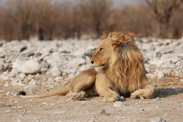 Kenya savanındaki Afrika aslanı.