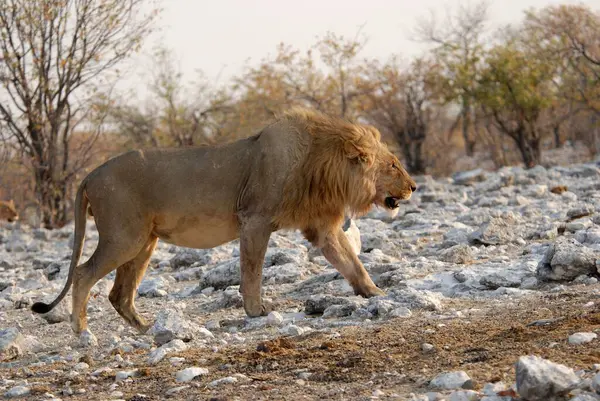 Aslan savanada yürüyor