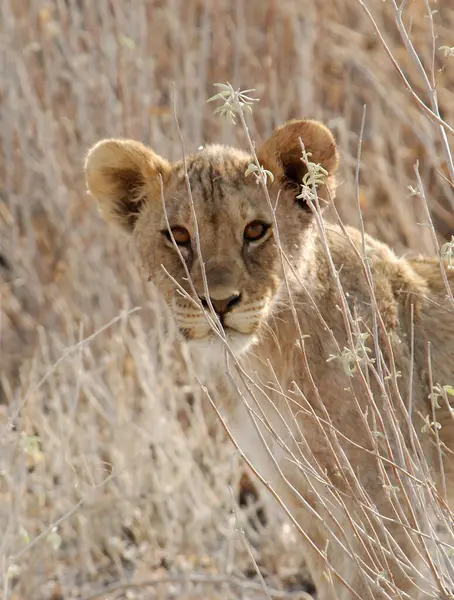 Etoşa Ulusal Parkı 'nın vahşi yaşamı