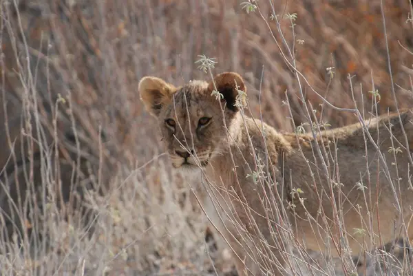 Güney Afrika 'daki Kruger Ulusal Parkı' nda aslan var.