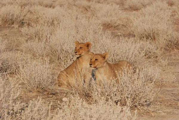 Etoşa namibya 'da aslan ve erkek aslan.