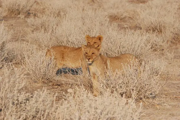 Yerdeki genç bir aslanın güzel manzarası.