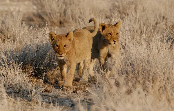 Afrika savanındaki aslanlar