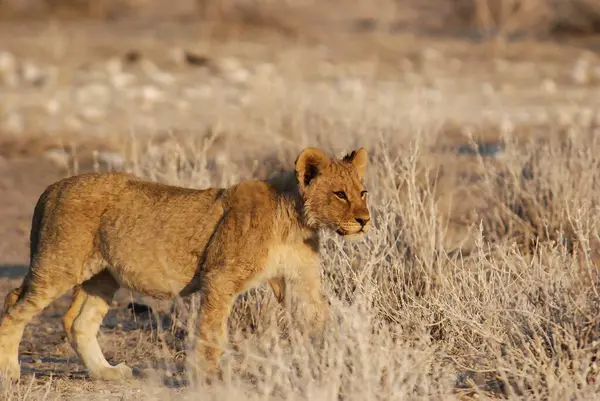 Namibya 'da savanada yürüyen aslan (panthera leo)
