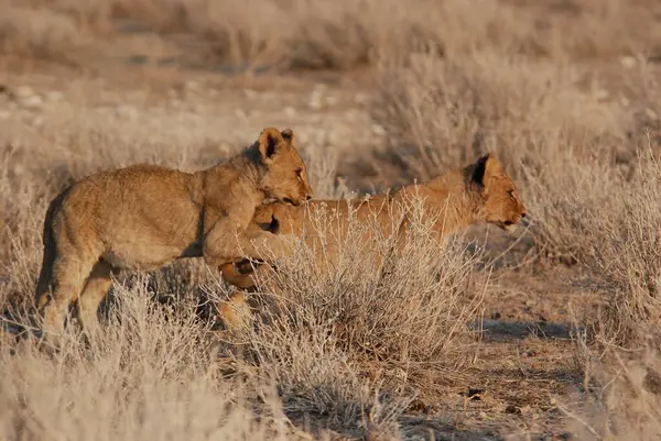 Namibya 'daki vahşi aslanlar