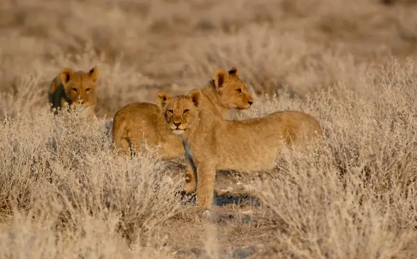 Çölde bir çift aslan.