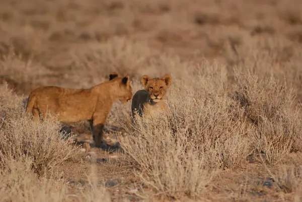 Aslan yavrusu kuru çimenlerde yürüyor.