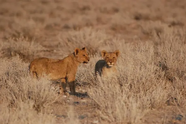 Aslanlar Savannah bir çift