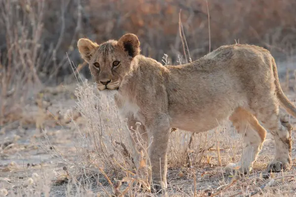 Ulusal parktaki kuru çimlerde yürüyen aslan yavrusu.