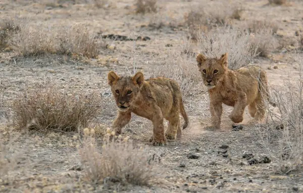 Vahşi aslan yavrusu kuru çimenlerde yürüyor.