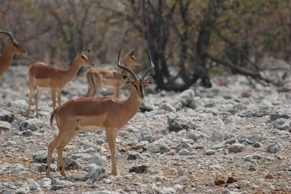 kırmızı - eldu antilobu (eldu elaphus elaphus) ulusal Eldu parkında yürüyor, arbe de gar