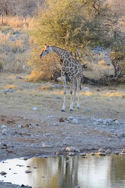 zürafa etkin ulusal park, Namibya