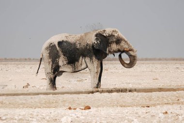 Afrika Afrika 'nın Namibya kentindeki Etoşa Ulusal Parkı' ndaki su birikintisindeki Afrika vahşi fili.