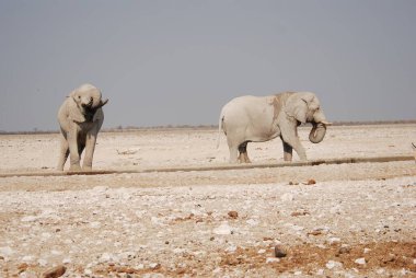 Çölde yürüyen bir fil.
