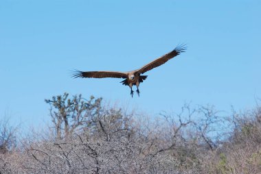 Ormandaki güzel bir kuş görüntüsü.