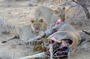 Hayvanat bahçesinde bir grup aslan.