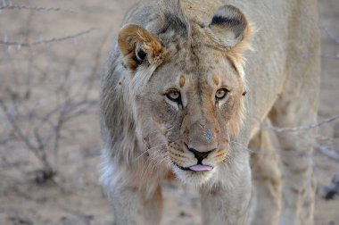 Güney Afrika 'daki Kruger Ulusal Parkı' nda aslan var.
