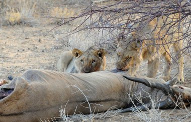 Afrika 'nın bozkırındaki aslan