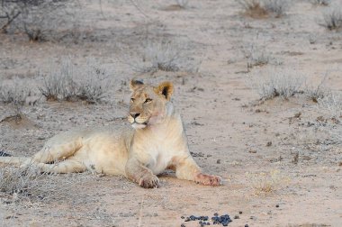 Etoşa Ulusal Parkı, Namibya 'daki Afrika aslanı.