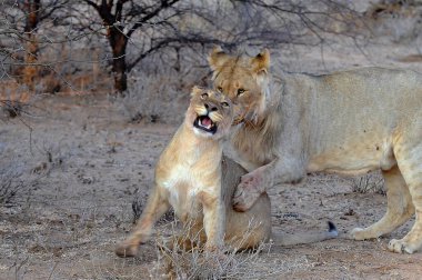 aslan (dişi aslan) panthera leo, panthera leo, kalahari çölü, namibya