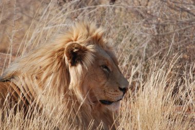 Kruger Park 'taki aslan.