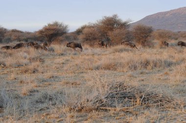 Afrika bozkırında vahşi bir kukudu.