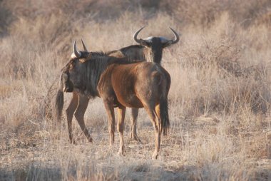 Afrika bozkırında vahşi bir boğa