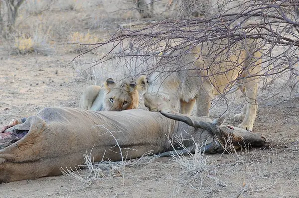 Kenya bozkırında büyük bir aslan