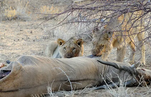 Afrika 'nın bozkırındaki aslan