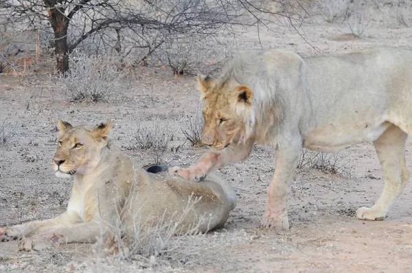 Afrika bozkırında bir erkek aslan.