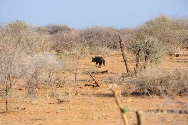 Savanada vahşi bir hayvan sürüsü