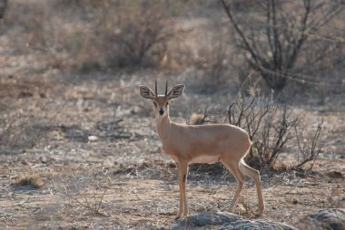 Etoşa 'nın güzel vahşi yaşamı